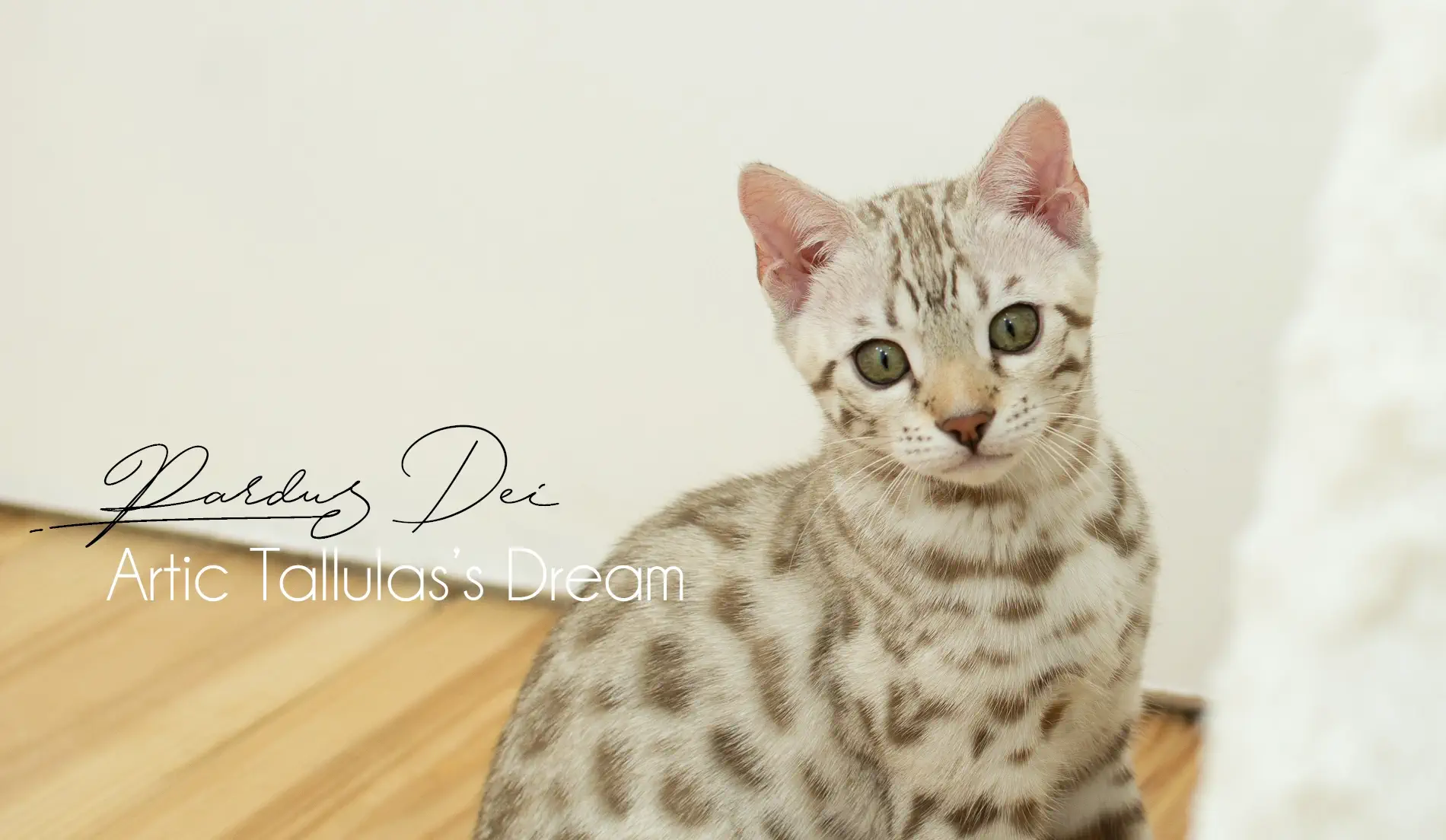 Chat Bengal